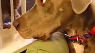 Зачем вы завели котёнка? - смотреть видео (0:15)