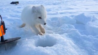 Рыжая подруга песца - смотреть видео (7:04)