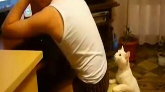 Кот отваживает от компьютера - смотреть видео (1:00)