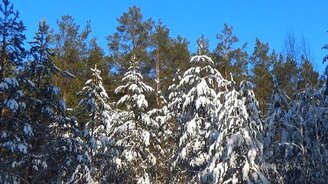 Зачарованный зимний лес - смотреть видео (1:14)