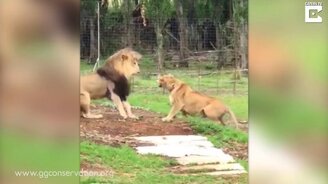 Ревнивая львица - смотреть видео (1:07)