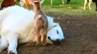 Козлята и добродушный пёс - смотреть видео (0:30)