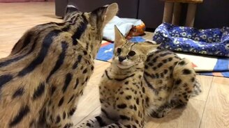 Безмолвное приветствие сервалов - смотреть видео (1:00)