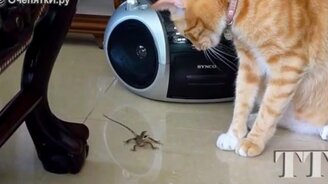 Ящерицы против котов - смотреть видео (2:57)