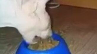 Кот-экскаватор на трапезе - смотреть видео (0:36)