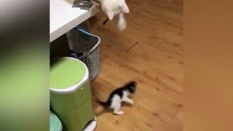 Кот завёл котёнка - смотреть видео (0:36)