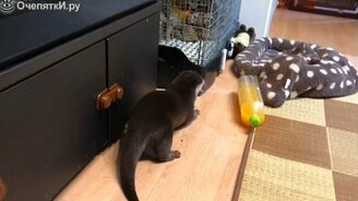 Игривая трапеза выдры - смотреть видео (2:04)