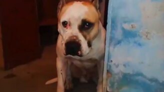 Уступчивый пёс и голодный котёнок - смотреть видео (0:52)