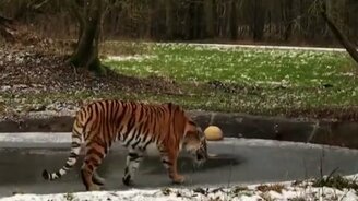 Тигрица против льда на воде - смотреть видео (0:28)