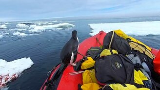 Пингвин в гостях на лодке - смотреть видео (0:21)