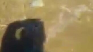 Кормление плотоядных рыб - смотреть видео (2:09)