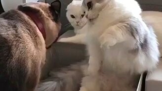 Две разные тактики нападения - смотреть видео (0:16)