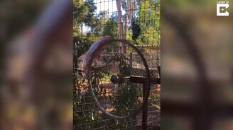 Какаду катается на колесе - смотреть видео (0:39)