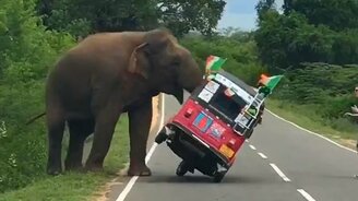 Когда неправильно кормишь слона - смотреть видео (0:39)