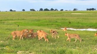Когда пытаешься подружиться с чужаками - смотреть видео (0:28)