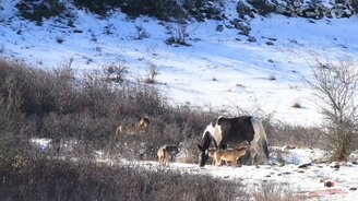 Лошадь среди волков - смотреть видео (0:58)