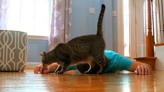 Если хозяин умер, то кошка... - смотреть видео (1:55)