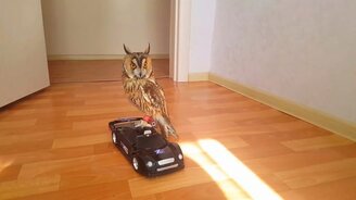 Сова прокатилась на Мерседесе - смотреть видео (0:37)