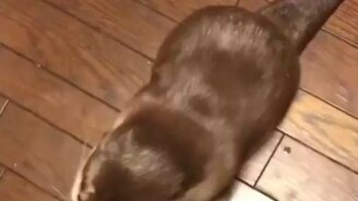 Выдра выпрашивает еду - смотреть видео (0:39)