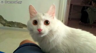 Кошка приносит мышку - смотреть видео (1:09)