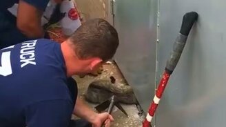 Спасение кошачьей головы - смотреть видео (1:11)