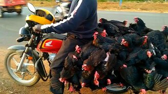 Перевозка сорока кур на мотоцикле - смотреть видео (0:52)