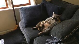 Жизнь енота удалась! - смотреть видео (0:31)