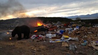 Медведи на свалке - смотреть видео (1:08)