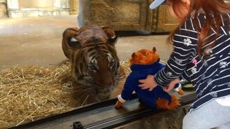 Я хочу эту игрушку! - смотреть видео (1:18)