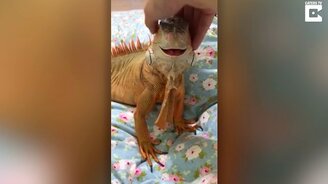 Как улыбается игуана - смотреть видео (0:30)