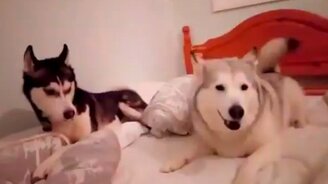 Хаски ругаются - смотреть видео (0:08)