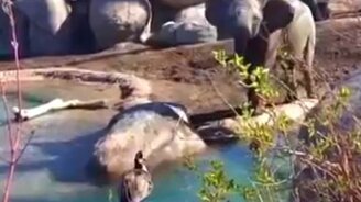 Серый гусь против слонёнка - смотреть видео (2:25)