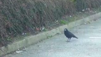 Ворона делится едой с мышкой - смотреть видео (1:22)