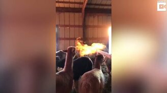 Альпака дышит огнём - смотреть видео (0:17)