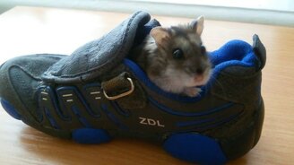 Джунгарский хомячок и кроссовок - смотреть видео (0:23)