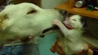 Собаки знакомятся с котятами - смотреть видео (3:35)