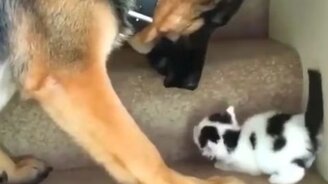 Овчарка помогает котёнку подняться - смотреть видео (0:34)