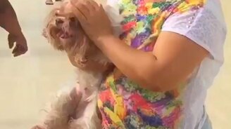 Спасли падающую собаку - смотреть видео (0:51)