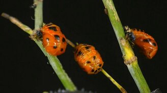 Цикл жизни божьей коровки - смотреть видео (3:00)