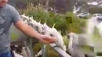 Как привлечь какаду - смотреть видео (1:37)