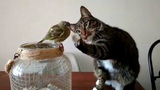 Деликатный кот и птичка - смотреть видео (0:34)