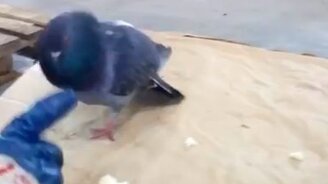 Суровый голубь - смотреть видео (0:51)