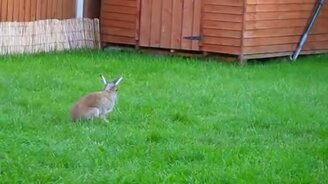 Как заяц развлекается - смотреть видео (2:14)