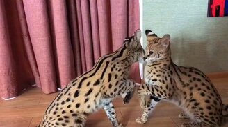 Жена, послушай меня! - смотреть видео (1:03)