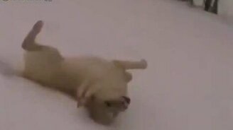 Собаки как дети - смотреть видео (1:45)