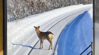 Косули убегают от поезда - смотреть видео (3:40)