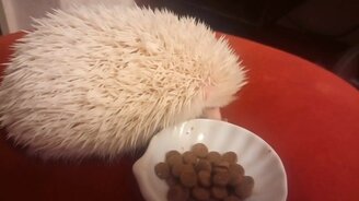 Ёжик-альбинос умывается - смотреть видео (1:49)