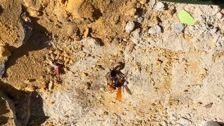 Оса против паука-волка - смотреть видео (3:15)