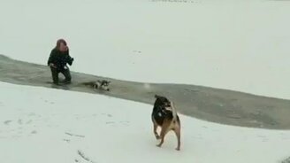 Девушка спасла псину - смотреть видео (0:33)