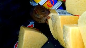 Крыса ест сыр в магазине - смотреть видео (0:40)